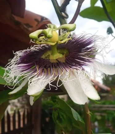 Imagem Terreno Loteamento em Arco Íris - Salto de Pirapora