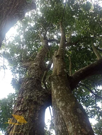 Imagem Vendo Casa com Piscina na Chácara do Paraíso
