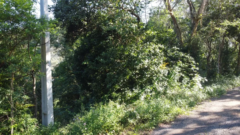 Imagem Terreno à venda no Siriú, Garopaba (SC), com 700m², leve declive e vista para o mar. A apenas 2km da praia, com água, luz e possibilidade de regulariz