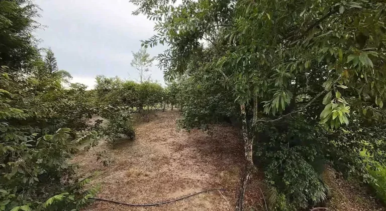Imagem Sítio com 24.017,00m² com casa construída com 4 dormitórios 3 vagas em Ascurra/SC