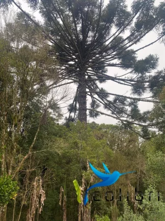 Imagem Chácara com 2 Quartos à Venda, 16.790 m² em Rio Da Várzea - Quitandinha