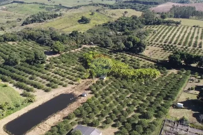 Imagem Sítio Fantástico com produção de Limão