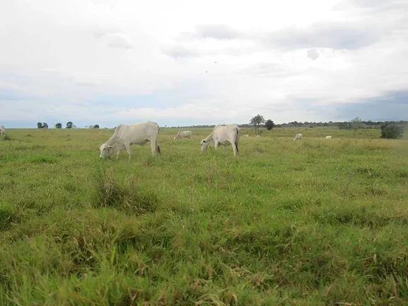Imagem Fazenda a venda em Pontes e Lacerda - MT
