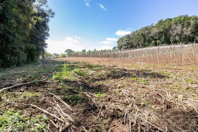 Imagem Chácara no Ferraria - Passaúna