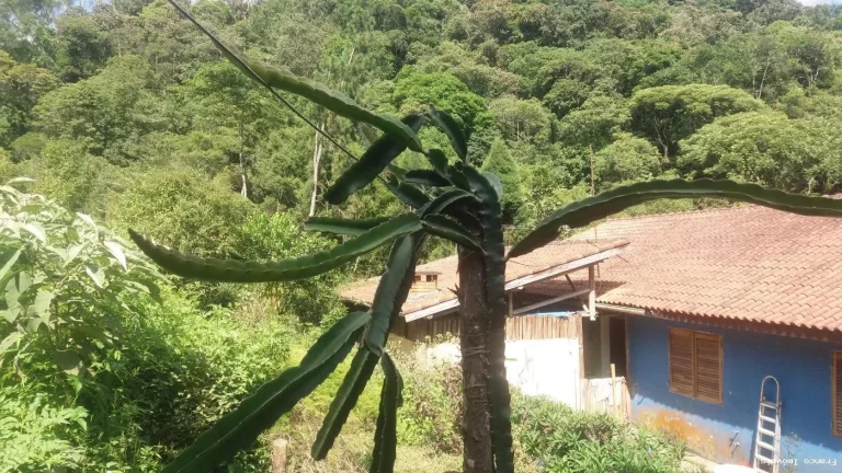 Imagem Sítio para Venda em Ribeirão Pires, Somma, 3 dormitórios, 1 suíte, 2 banheiros, 10 vagas