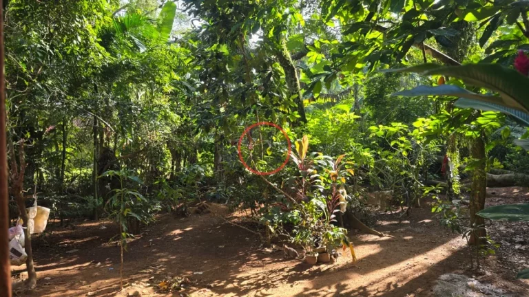 TERRENO DE 1094 MT2 NA MAQUINHA, COM CASA CAIÇARA E VARIAS ARVORES FRUTIFERAS , PROXIMO DE TODA A INFRA-EXTRUTURA DE BOIÇUCANGA,