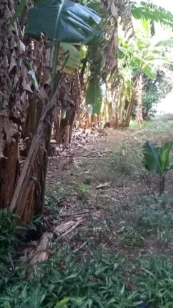 Imagem Terreno com 1.630 metros quadrados ( medida 36 X 45 ) aproximadamente. Terreno em bico, com pequeno ...