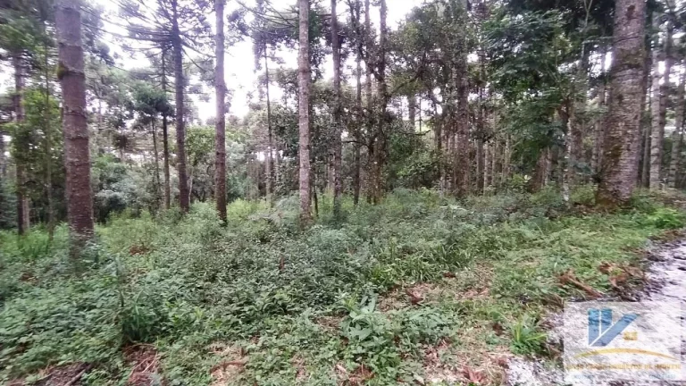 Imagem Terreno para Venda em São José dos Pinhais, Inhoaiva