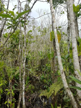 Imagem LOTE DE TERRENO PRAIA ITAMAMBUCA - UBATUBA