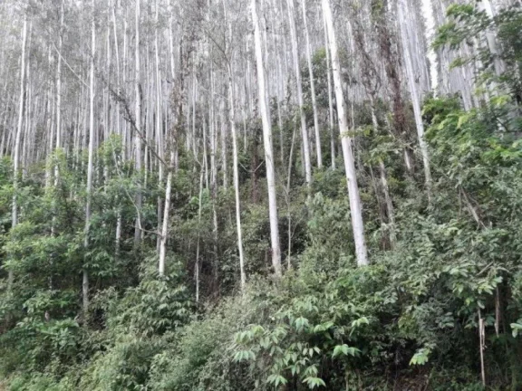 Imagem Fazenda para Venda por R$15.000.000,00 - Centro, Resende / SP - Cód. 13439