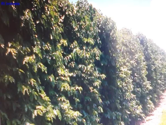 FAZENDA COMERCIAL em SÃO PAULO - SP, JARDIM SANTO ELIAS