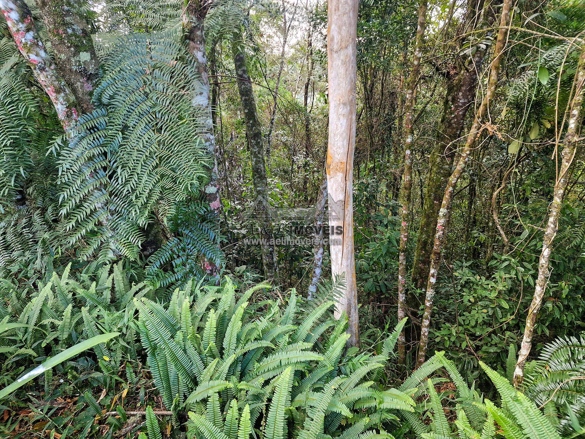 Imagem Terreno à venda em Campos do Jordão – Com vista para linda área verde