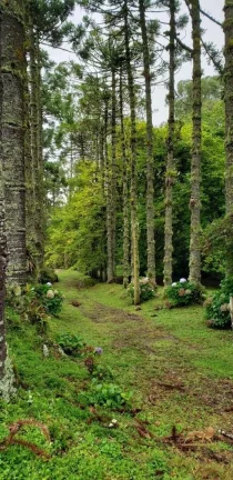 Imagem Terreno à venda, 1300 m² por R$ 1.250.000,00 - Campos Do Jordão - Campos do Jordão/SP