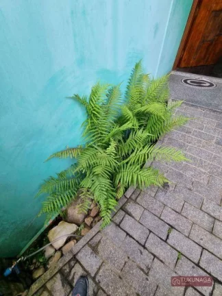 Imagem Sobrado com 3 dormitórios à venda por R$ 775.000,00 - Vila Tibagi - Guarulhos/SP