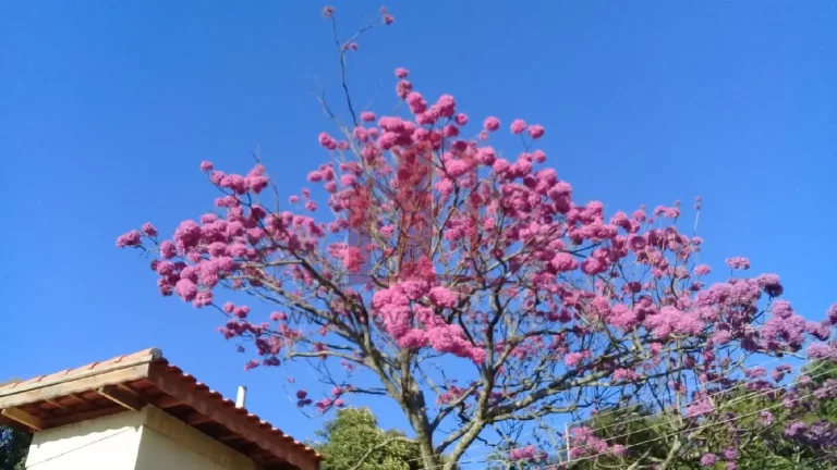 Imagem CASA RESIDENCIAL em Franco da Rocha - SP, Mairiporã