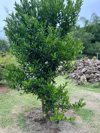 Imagem Terreno Espetacular em Paulo Lopes-SC: 3.250,48 m² na Ribeirão, Projeto Aprovado e IPTU em Dia!