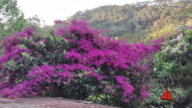 Imagem Chácara a venda com 384,00 m², Região Alta em Santo Antônio do Pinhal/SP.