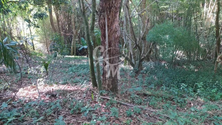 Imagem Terreno COM MAIS DE 3 MIL METROS Cafezal III