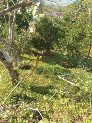 Imagem Sitio a venda em tres Riacho Biguaçu SC