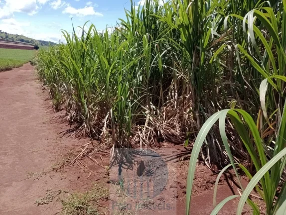 Imagem Fazenda Palmira 773 alqueires, a 60 km de Ribeirão Preto - SP, estrutura, cana e muita água - Serra Azul - SP - Brasil