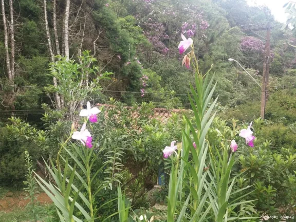 Imagem Sítio para Venda em Ribeirão Pires, Somma, 3 dormitórios, 1 suíte, 2 banheiros, 10 vagas