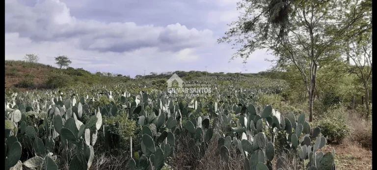 Imagem Lote/Terreno no bairro zona rural, em Sítio do Quinto