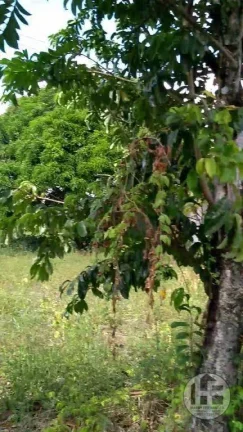 Imagem Chácara à venda com 8 hectares em Aldeia