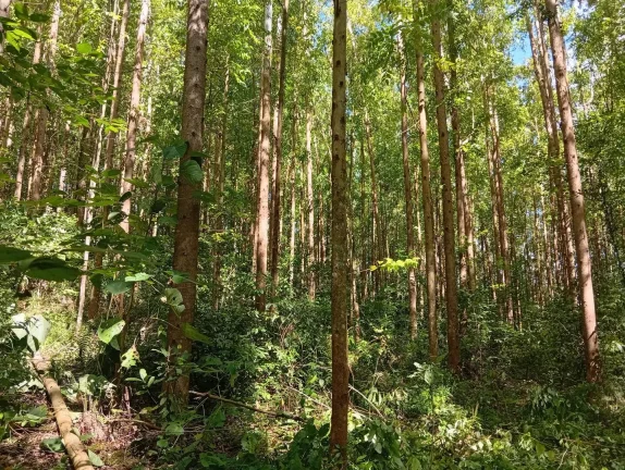 Imagem Venda de Área Rural Reflorestada em União do Oeste - Santa Catarina