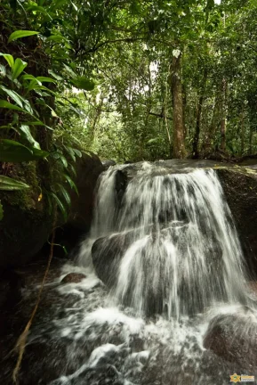 Imagem ÓTIMA OPORTUNIDADE - SÍTIO E TERRENO À VENDA - BAIRRO CORCOVADO UBATUBA/SP