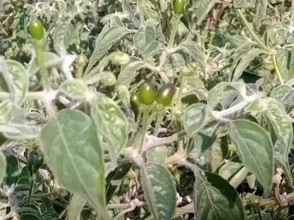 Imagem Chácara a venda no bairro Jardim Gramado - Tatuí/SP