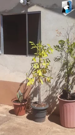 Imagem Casa a venda com piscina no Bairro Conjunto Habitacional Osvaldo Del Fiol - Tatuí/SP.