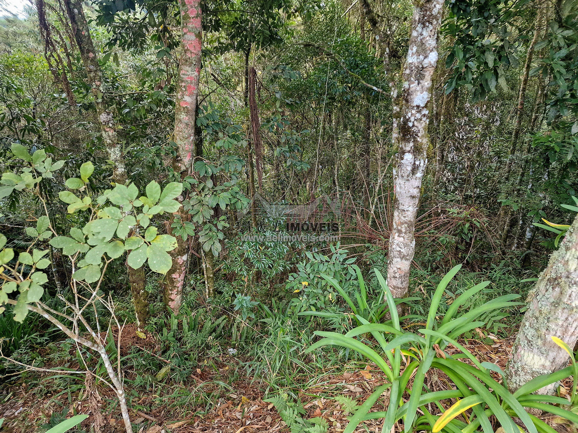 Imagem Terreno à venda em Campos do Jordão – Com vista para linda área verde