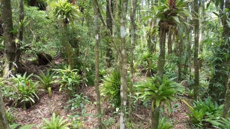 Imagem Terreno à Venda, 30.000 m2, Santa Rosa de Lima/SC