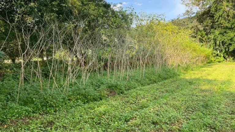 Imagem Chácara para Venda em Antonina, Cachoeira, 3 dormitórios, 1 banheiro