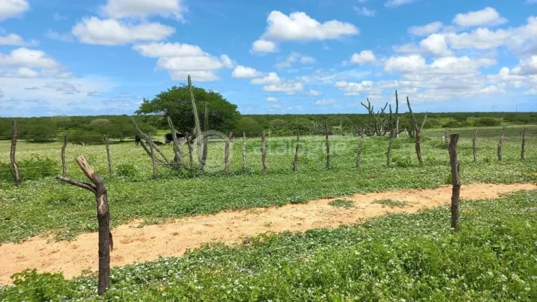 Imagem Fazenda à venda em Jandaíra - 300 hectares com alto potencial produtivo