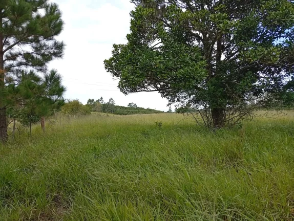 Imagem Sítio a venda com 9 Hectares, Passo da Areia, Viamão/RS