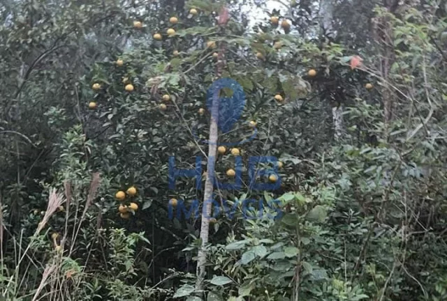 Imagem Sítio à venda, Anitápolis, Anitápolis, SC