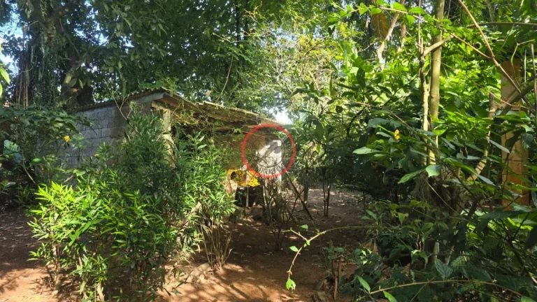 Imagem TERRENO DE 1094 MT2 NA MAQUINHA, COM CASA CAIÇARA E VARIAS ARVORES FRUTIFERAS , PROXIMO DE TODA A INFRA-EXTRUTURA DE BOIÇUCANGA,