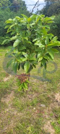 Imagem Sitio a venda em Águas Claras na cidade de Torres
