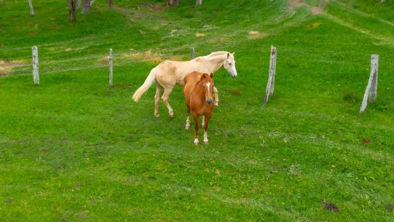 Imagem Sítio à venda na Lapa Paraná