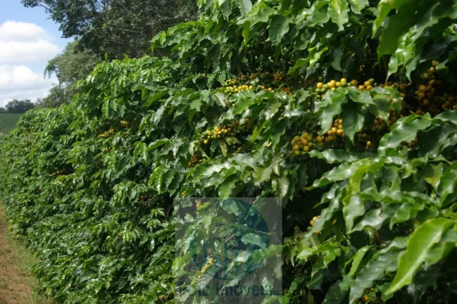 Imagem Sítio 5 alqueires para café, sem geada Café plantado, casa, energia e água.
