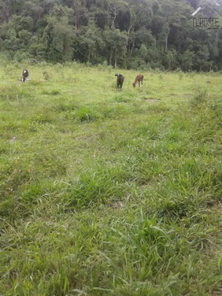 Imagem [Vendo Sítio em Brazópolis] [7 hectares com córrego d'água]