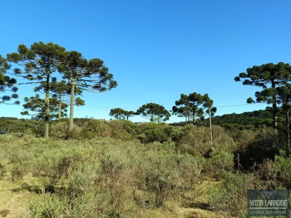 Imagem Fazenda de 34 hectares - São Joaquim/SC, Serra Catarinense
