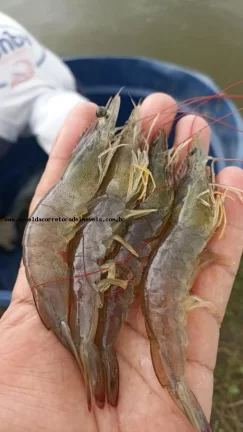 Imagem Fazenda para Venda em Pendências, RN 404 cidade do Rio Grande do Norte.