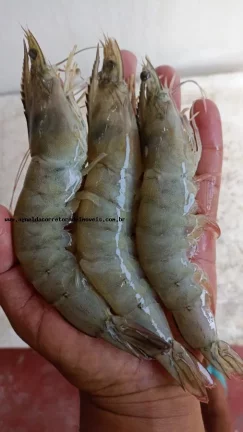 Imagem Fazenda para Venda em Pendências, RN 404 cidade do Rio Grande do Norte.