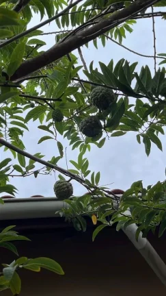 Imagem Casa para Venda em Itanhaém, Cibratel II, 4 dormitórios, 1 suíte, 2 banheiros, 2 vagas