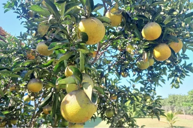 Imagem Sítio Fantástico com produção de Limão