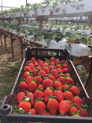 Imagem Fazenda de Morangos com 180 ha em Nova Friburgo - RJ