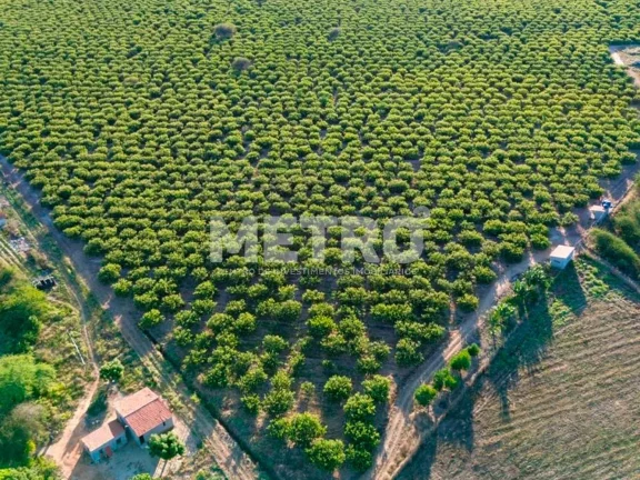 Imagem Fazenda à venda, 14,5 hc produzindo caju, goiaba e sapota.