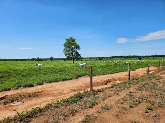 Imagem Oportunidade Única: Fazenda Espetacular à Venda! Mundo Novo GO.